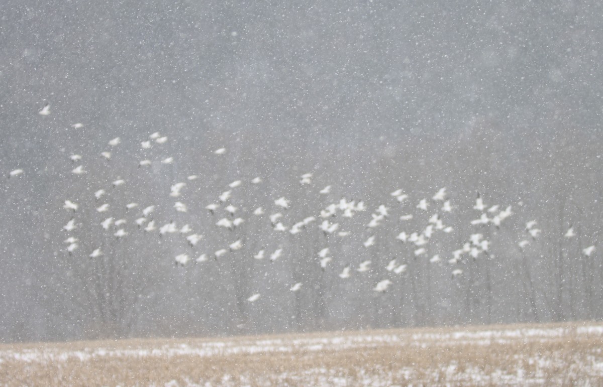 Snow Goose - ML538942061