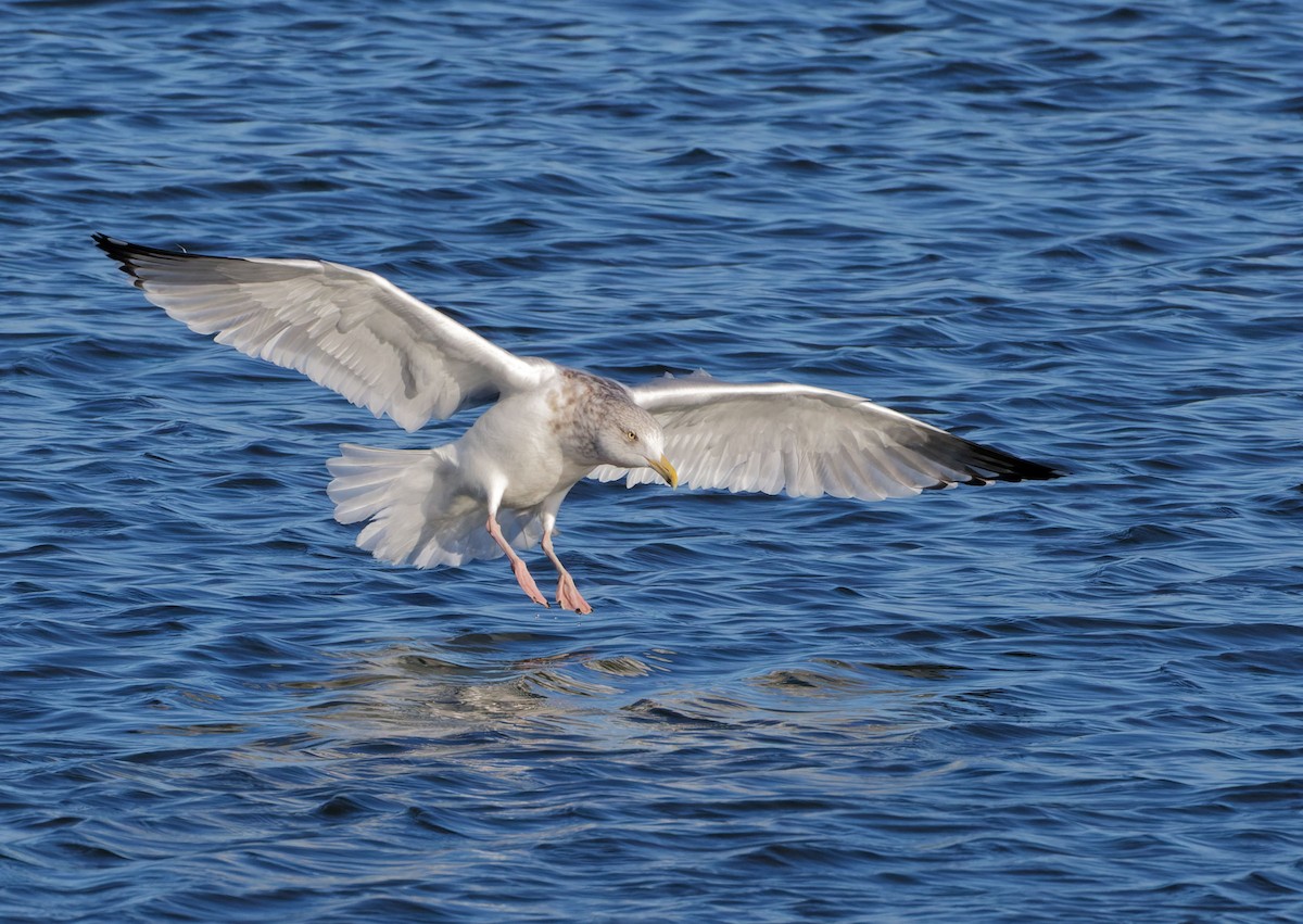 Herring Gull - ML538943741