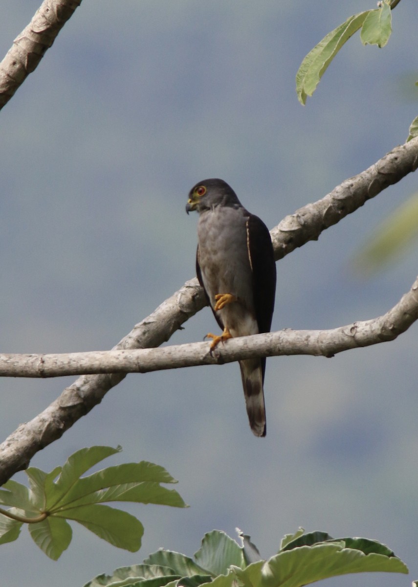 Rufous-thighed Kite - ML538945201