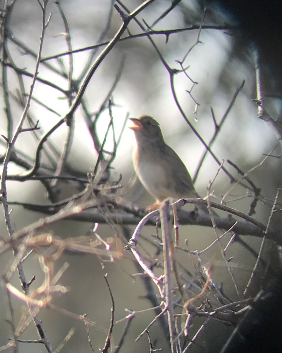 Bachman's Sparrow - ML538946311