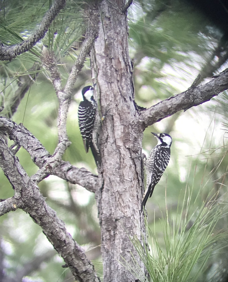 Red-cockaded Woodpecker - ML538946731