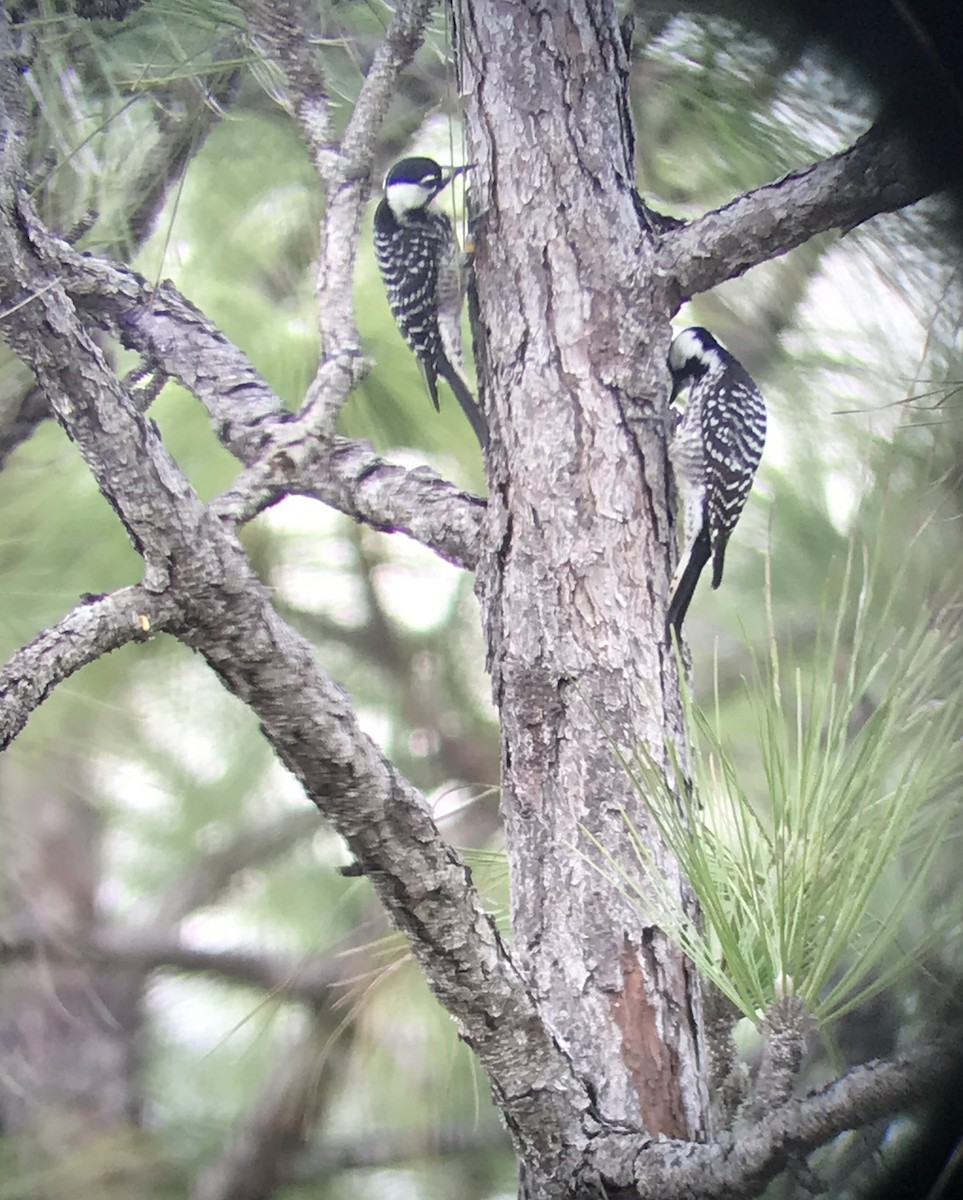 Red-cockaded Woodpecker - ML538946741