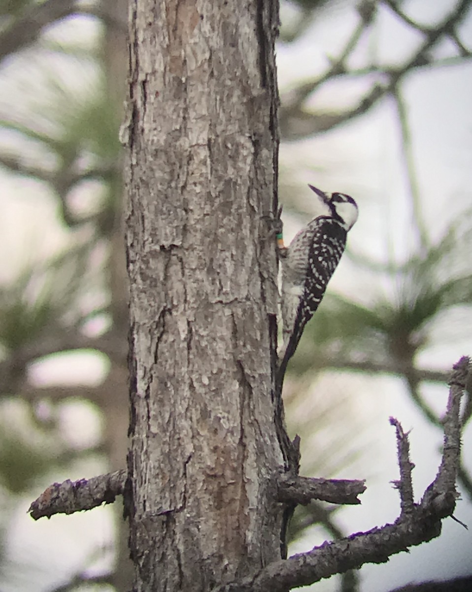 Red-cockaded Woodpecker - Marian Jordan