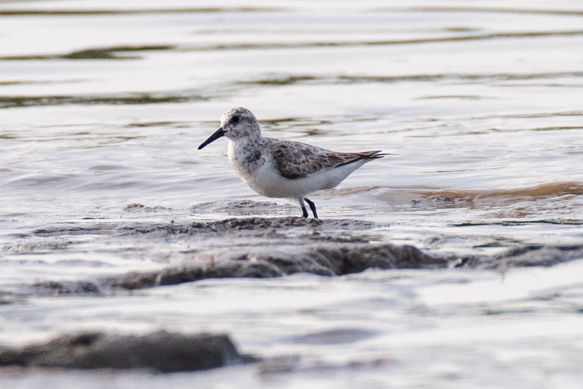 Semipalmated Sandpiper - ML538947551