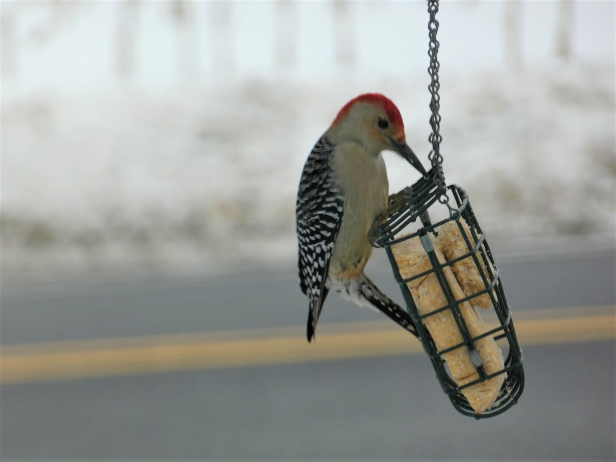 Red-bellied Woodpecker - ML538948031