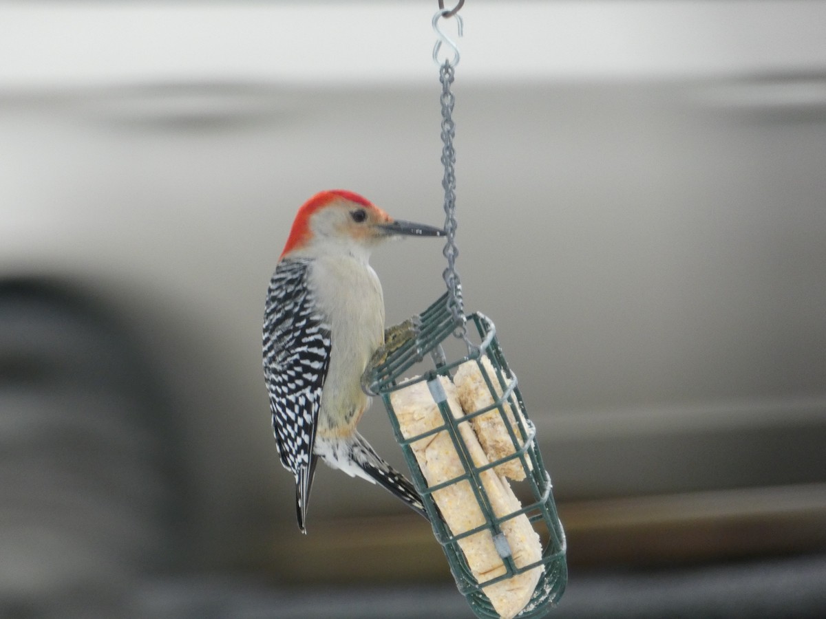 Red-bellied Woodpecker - ML538948041