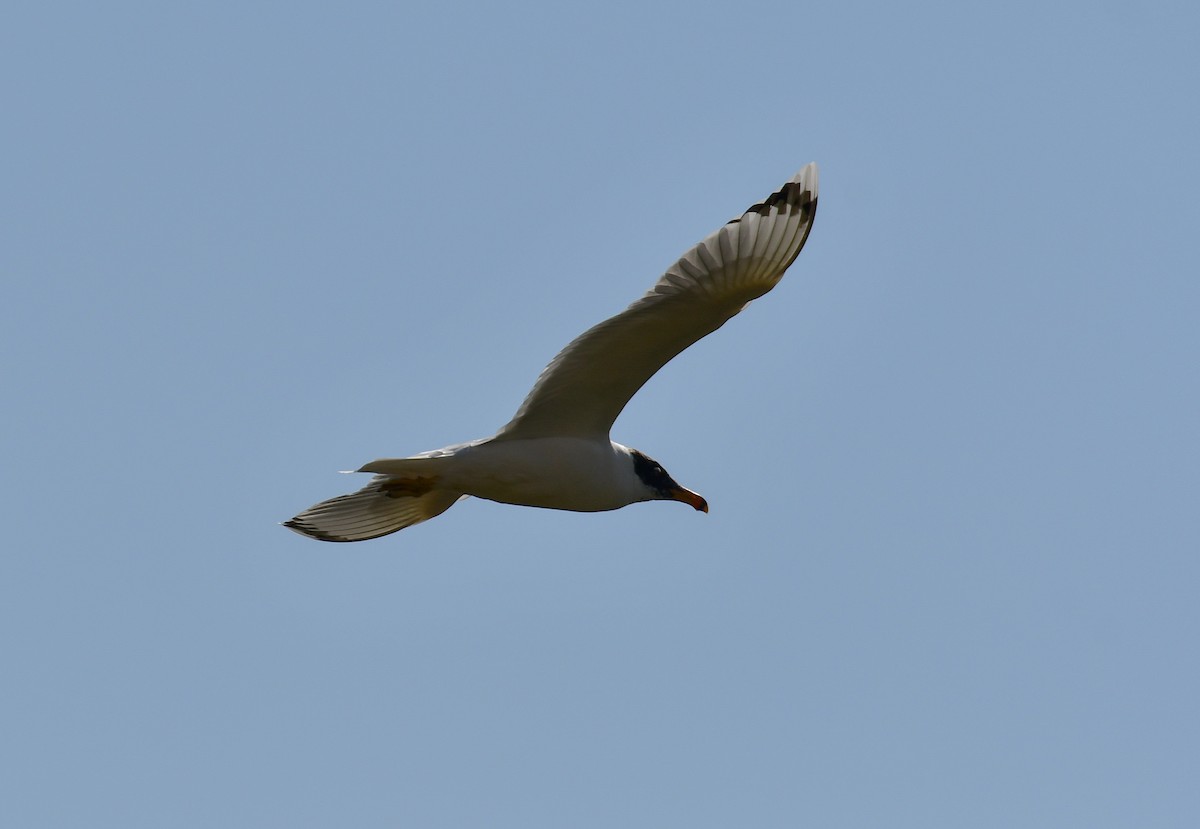 Pallas's Gull - Watter AlBahry