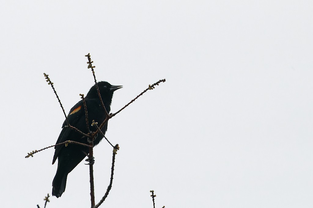 Red-winged Blackbird - ML538950201