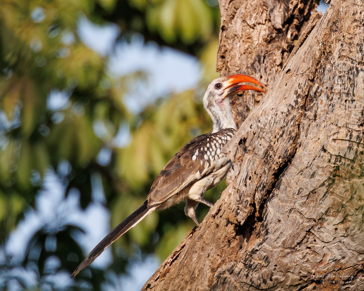 Northern Red-billed Hornbill - ML538952161