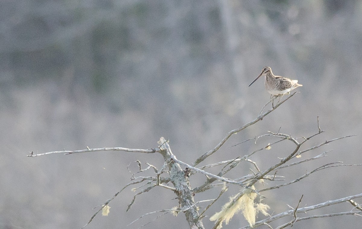 Wilson's Snipe - ML53895241