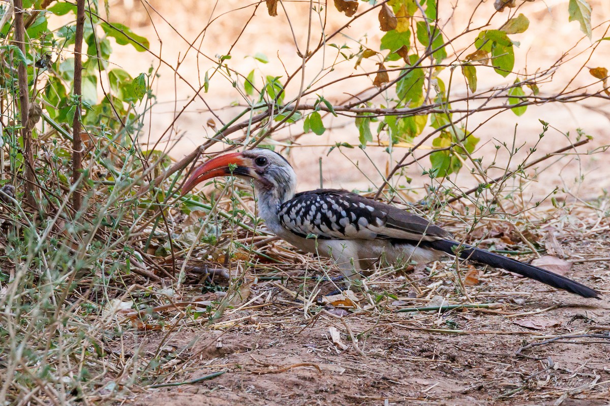Northern Red-billed Hornbill - ML538952591