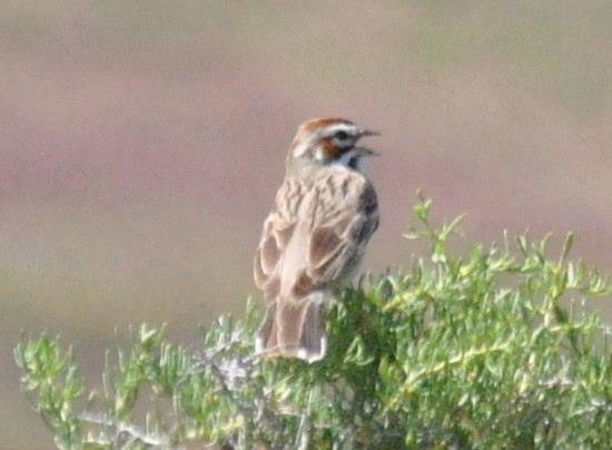 Lark Sparrow - ML53895271