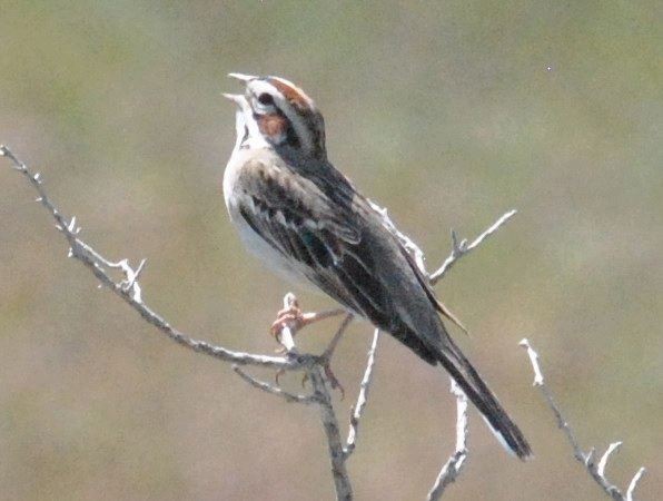 Lark Sparrow - ML53895281