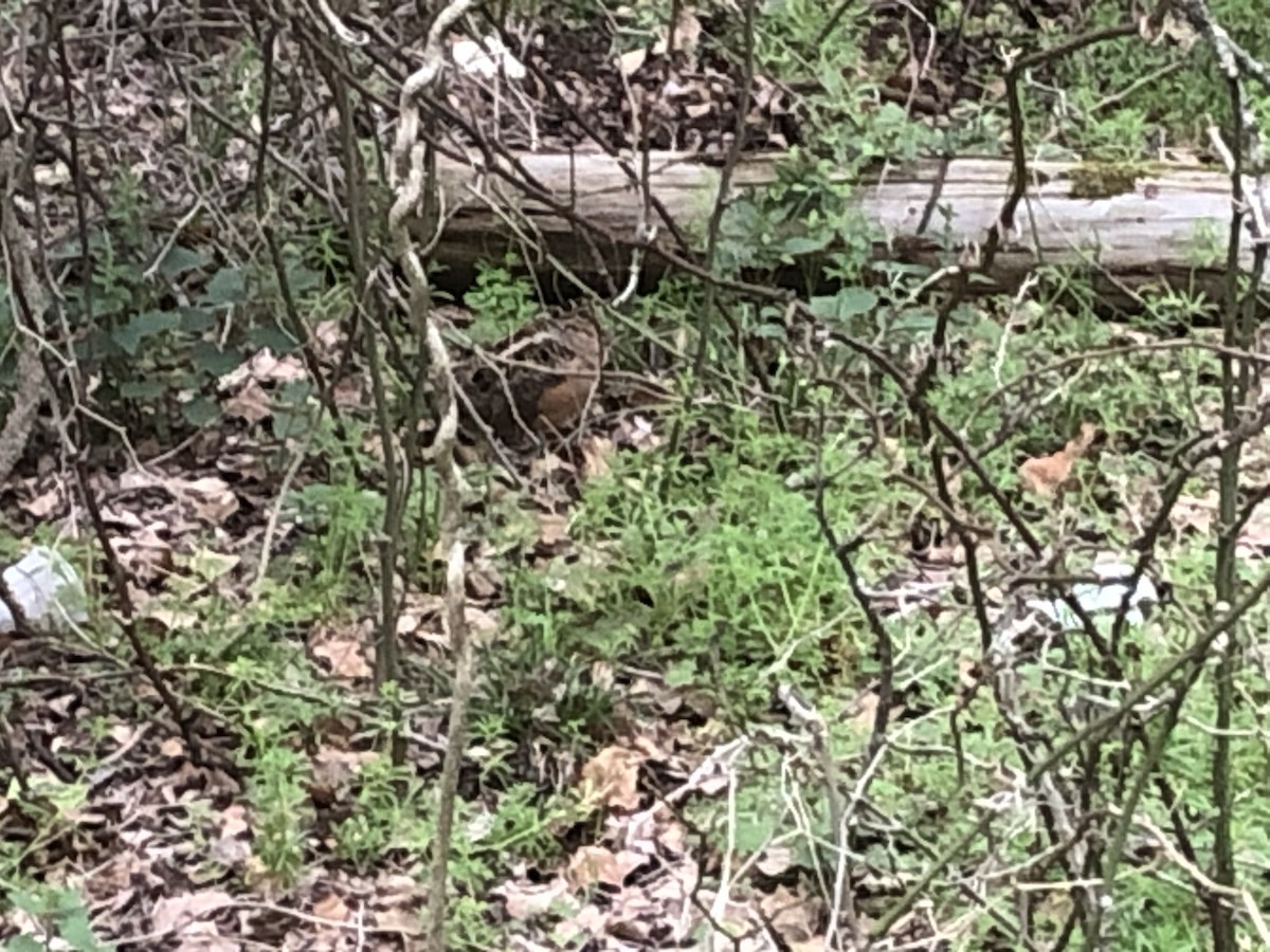 American Woodcock - Joseph Meyer