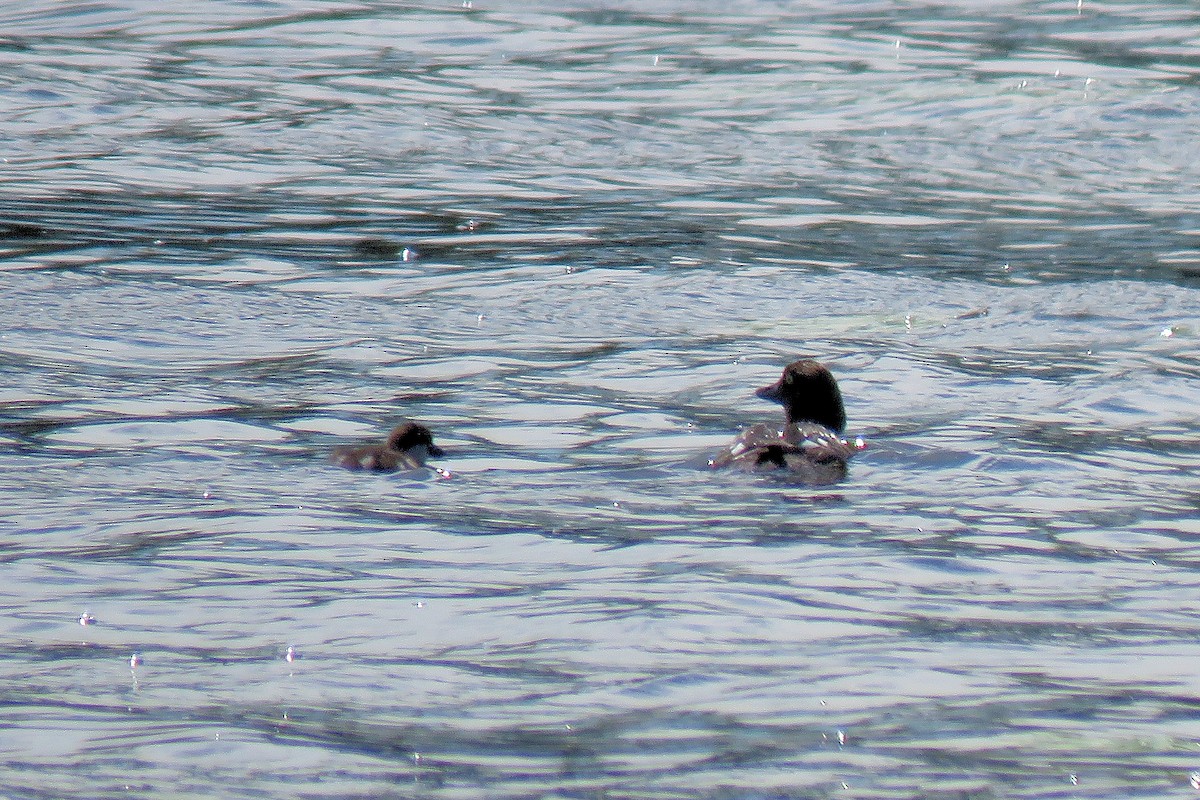 Common Goldeneye - ML538954451