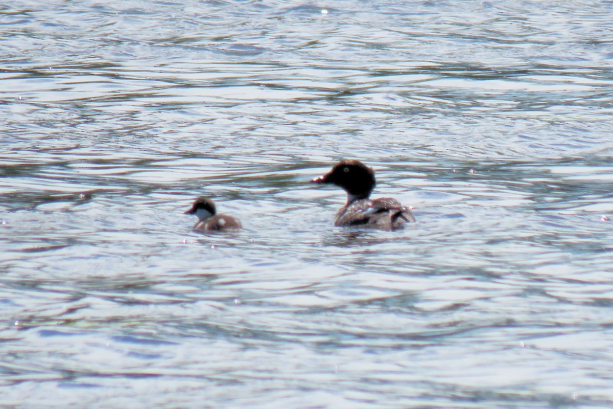 Common Goldeneye - ML538954461