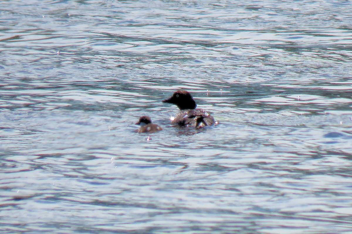 Common Goldeneye - ML538954471