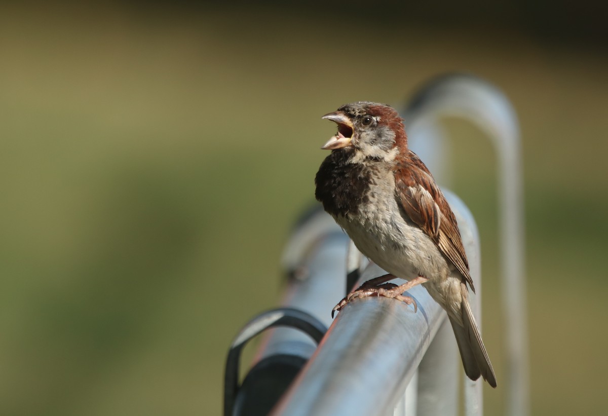 House Sparrow - Vyom Vyas