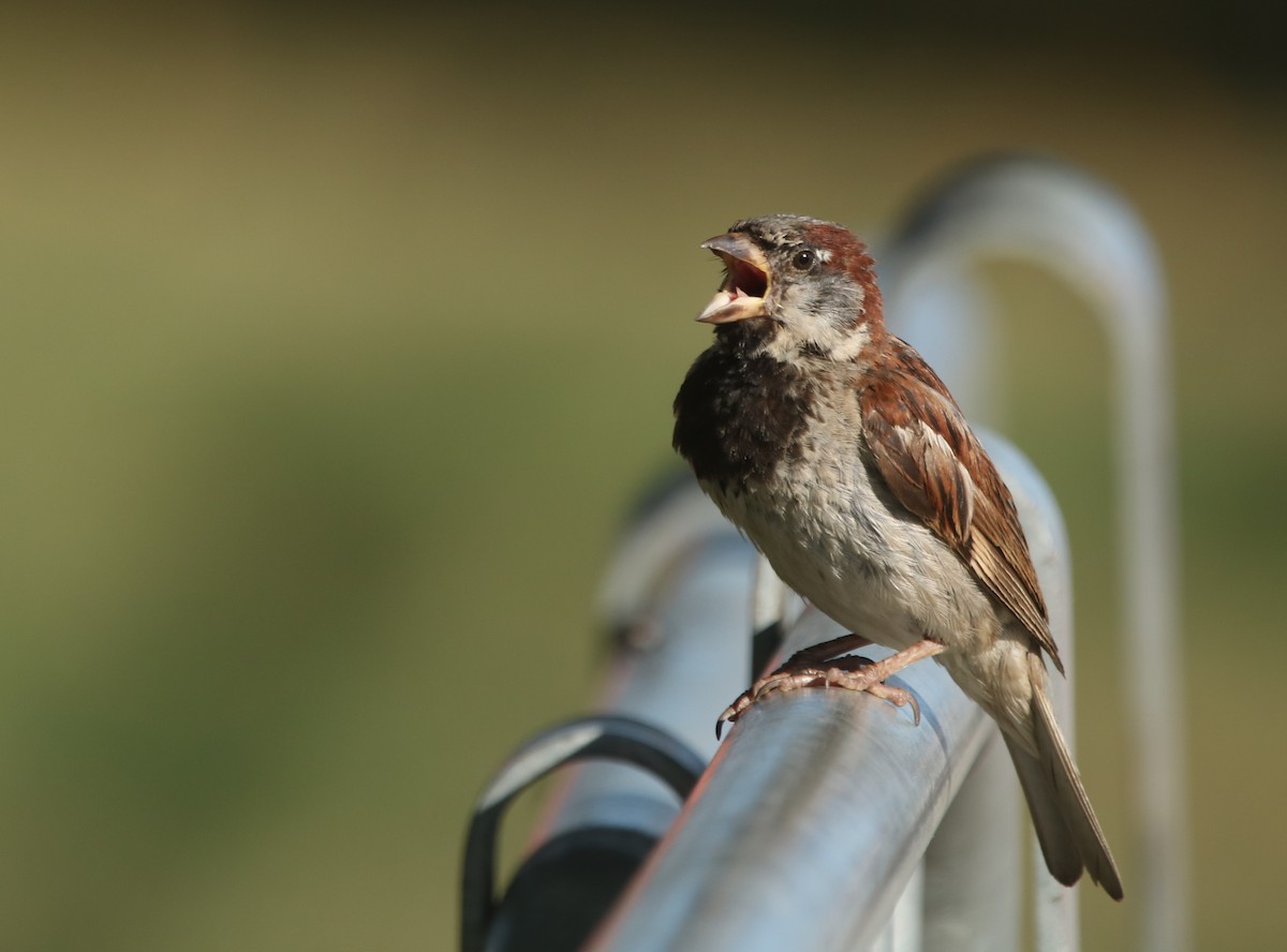 House Sparrow - ML538955741