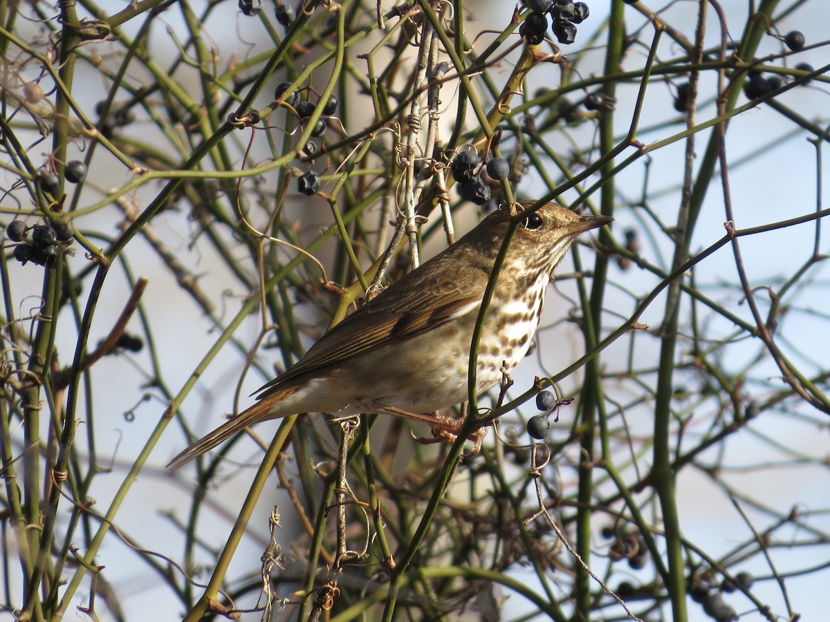 Hermit Thrush - ML538955811