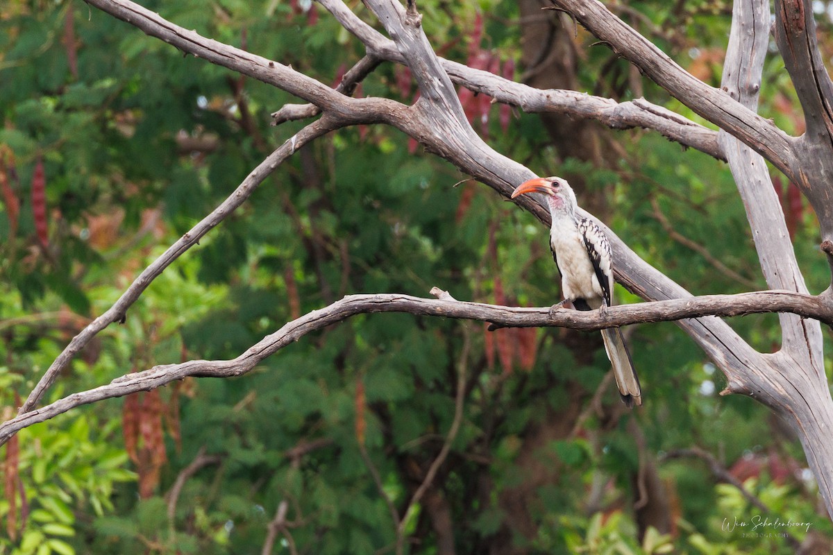 Northern Red-billed Hornbill - ML538956211