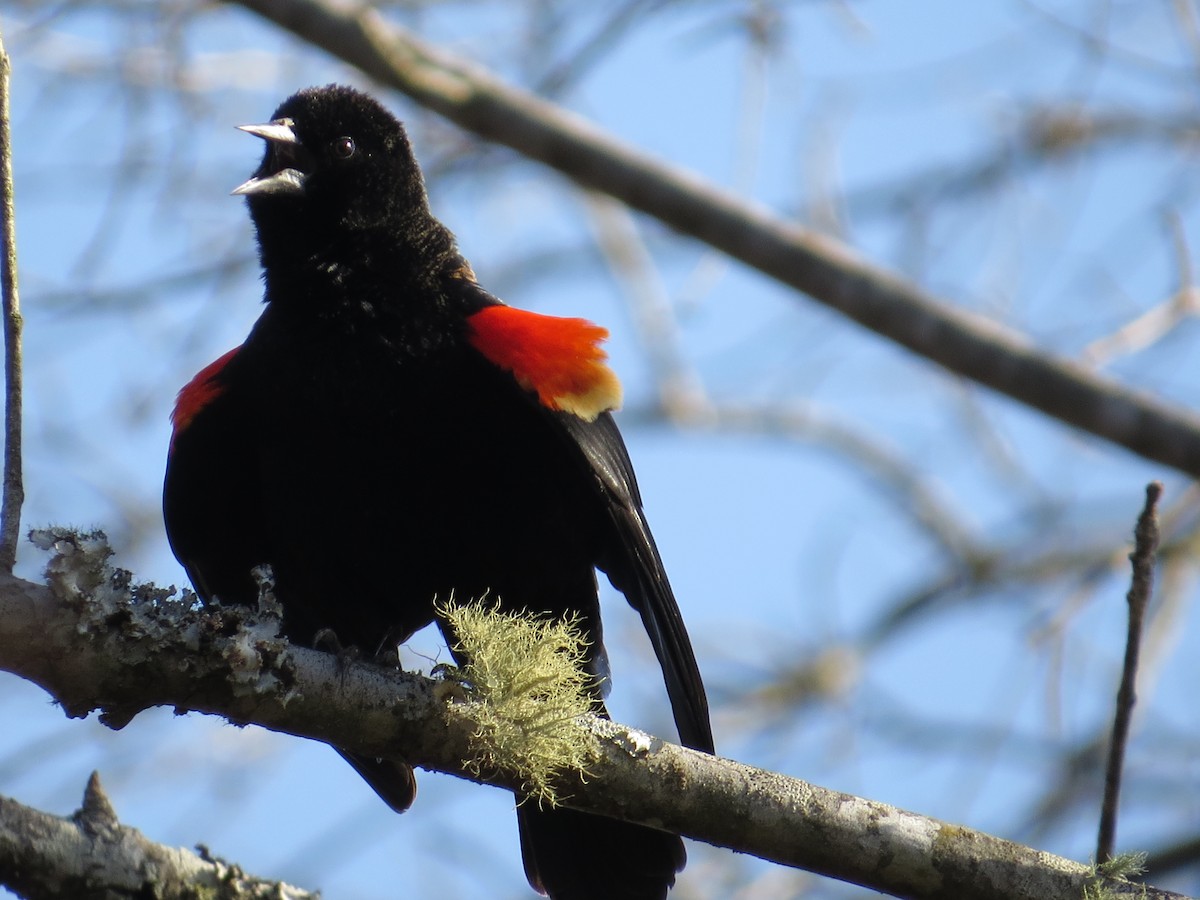 Red-winged Blackbird - ML538956231