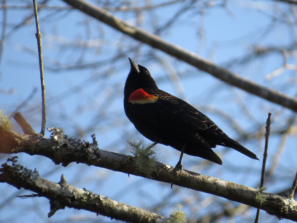 Red-winged Blackbird - ML538956241
