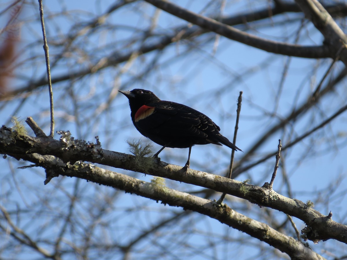 Red-winged Blackbird - ML538956251