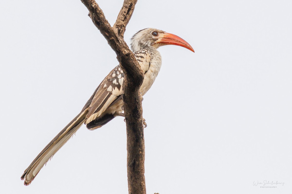 Northern Red-billed Hornbill - ML538956331