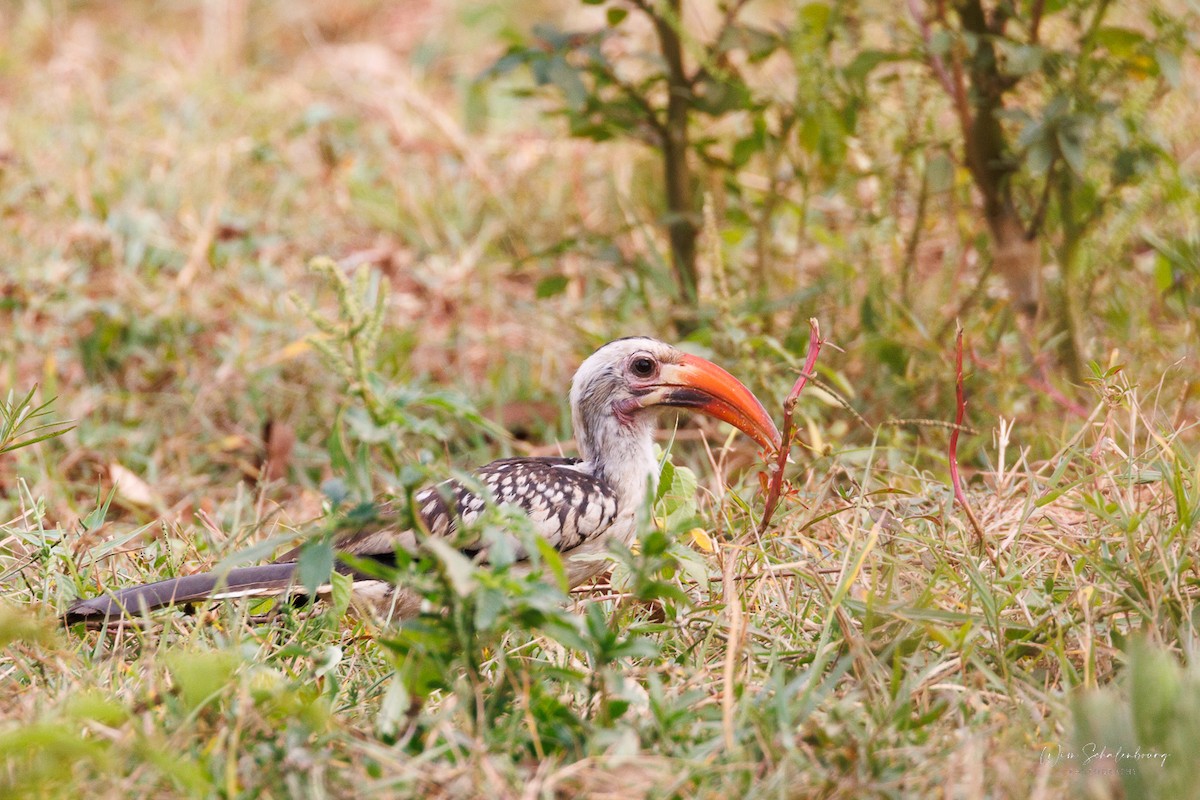Northern Red-billed Hornbill - ML538956341