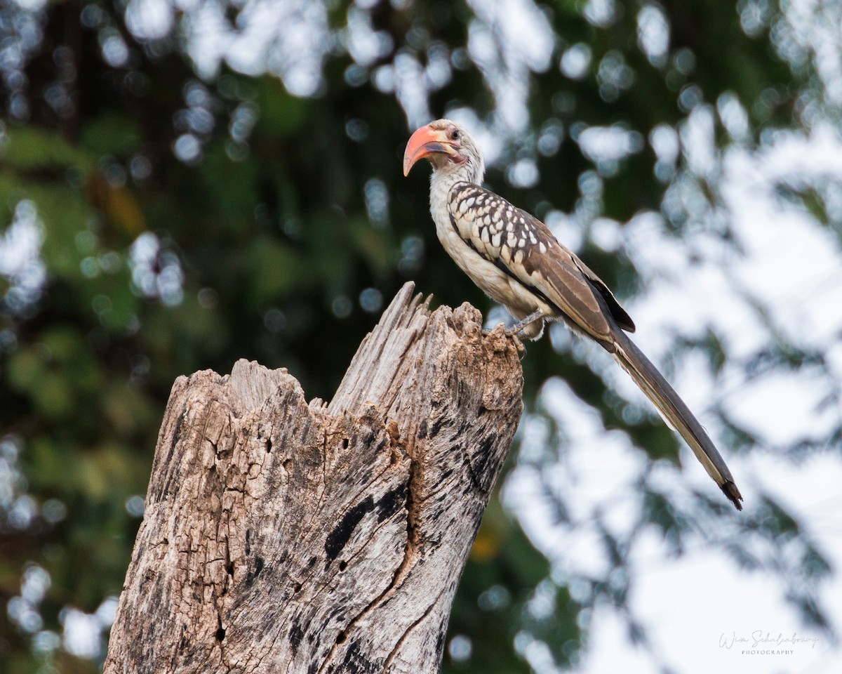 Northern Red-billed Hornbill - ML538956351