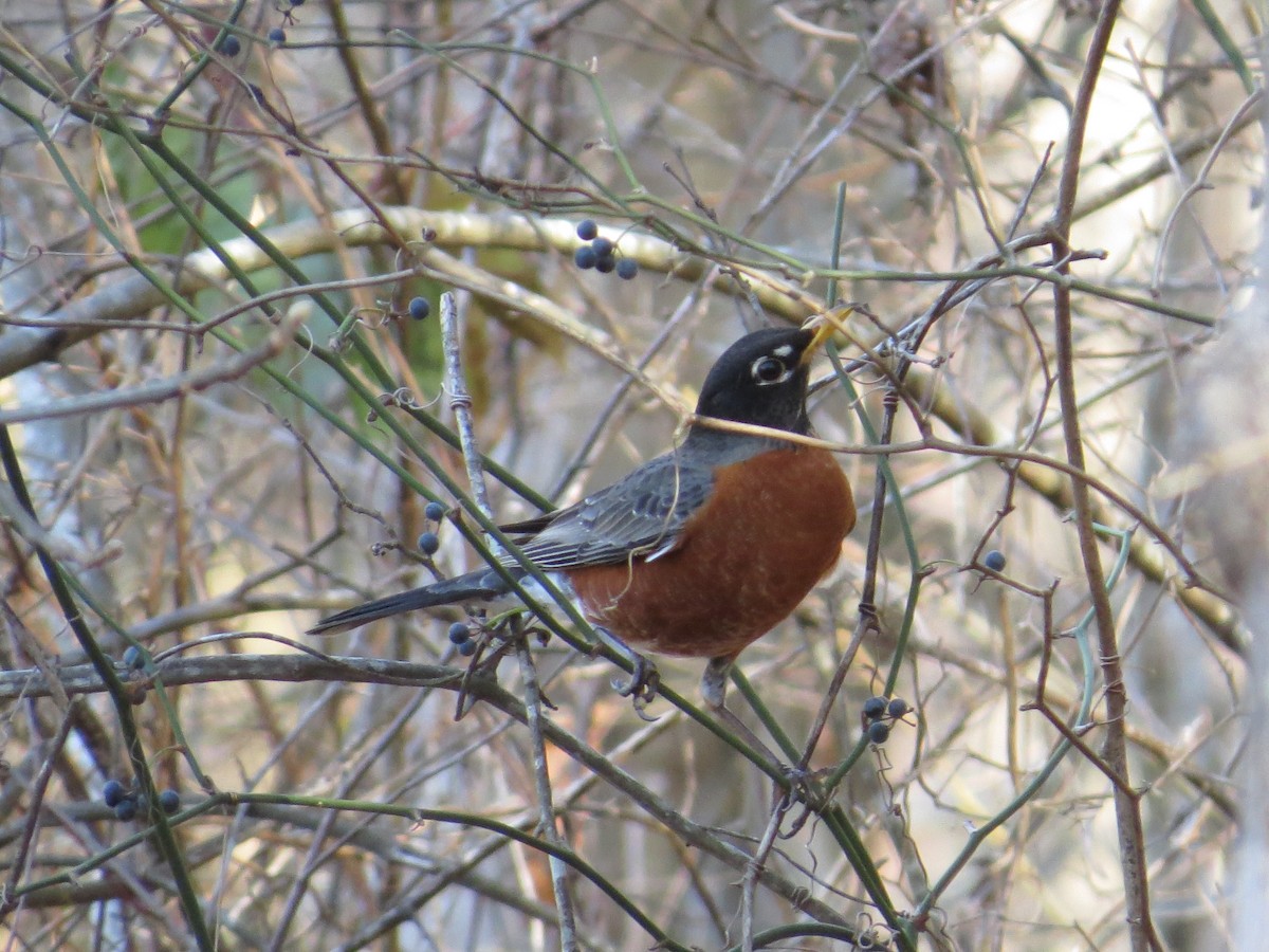 American Robin - Ben Goldberg