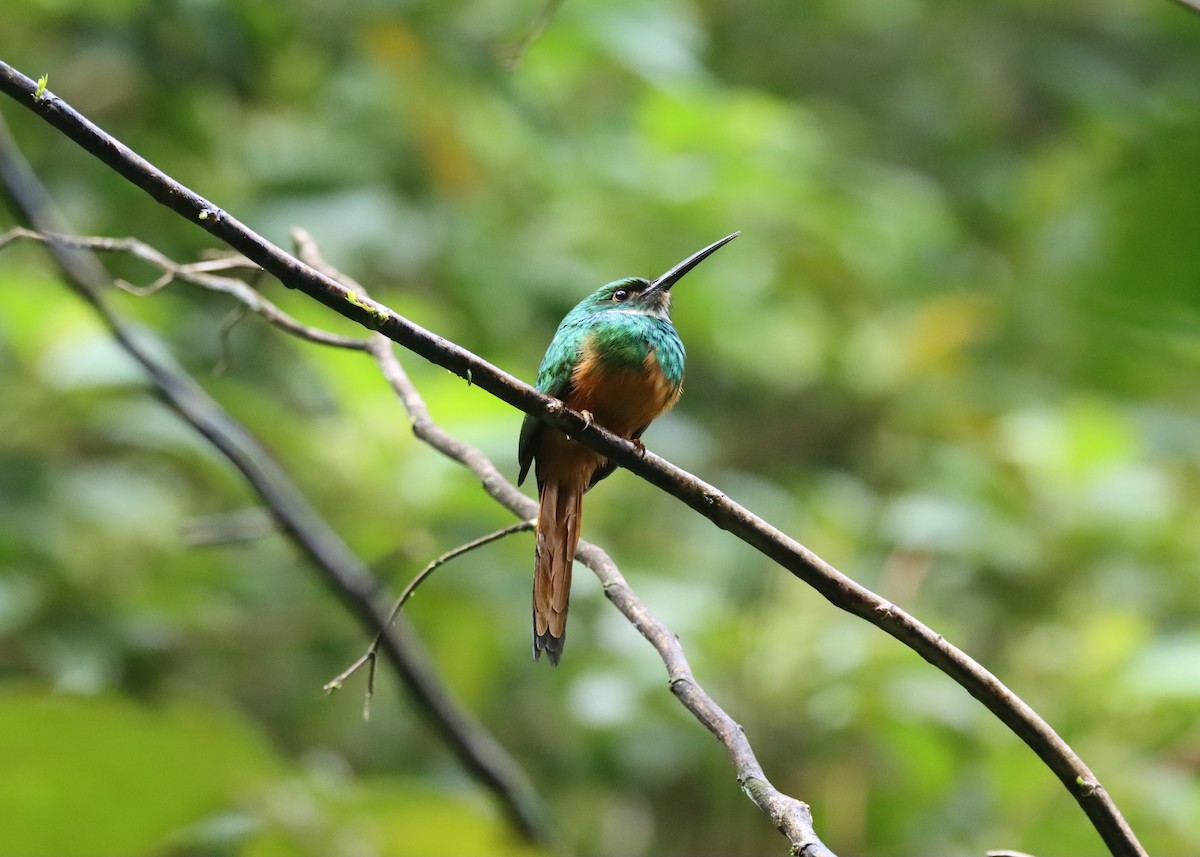 Rufous-tailed Jacamar - Jim Miles