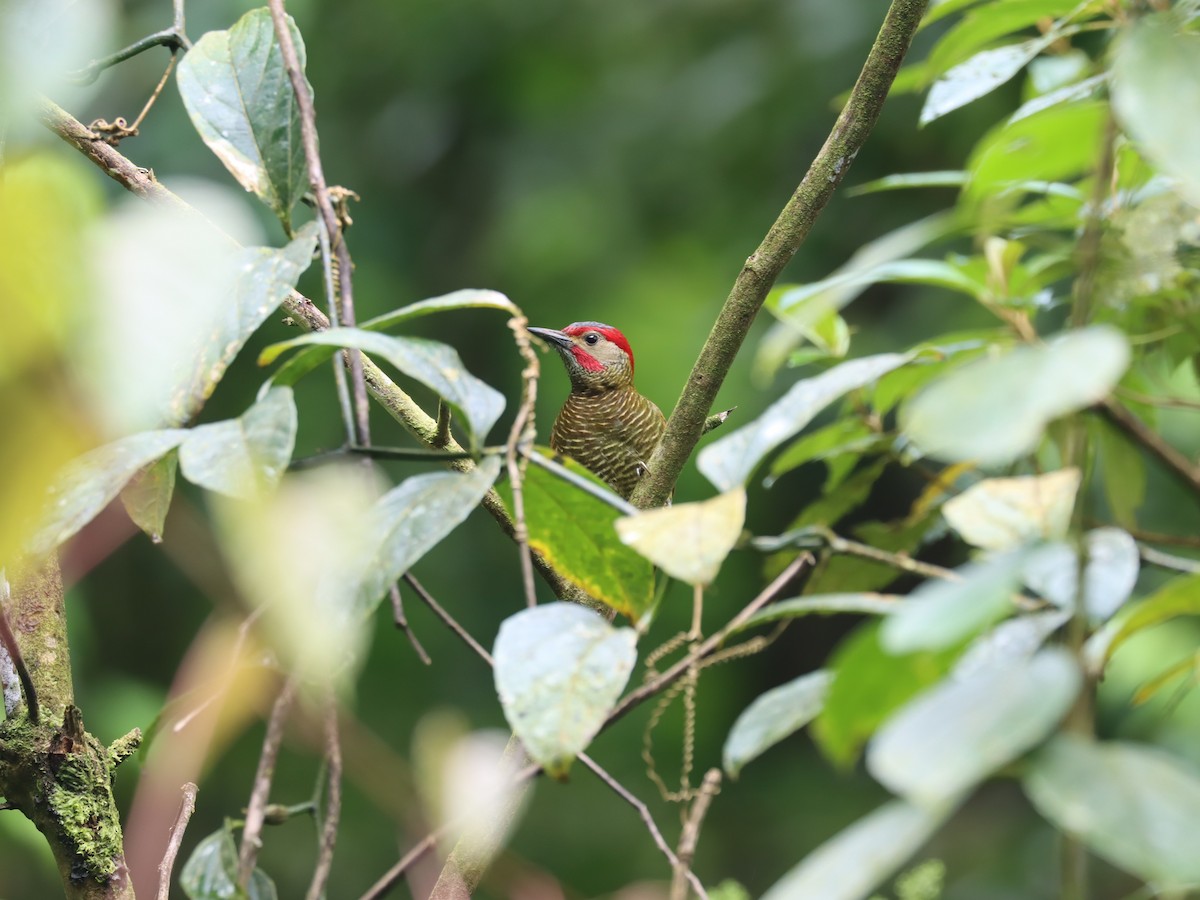 Golden-olive Woodpecker - ML538956871