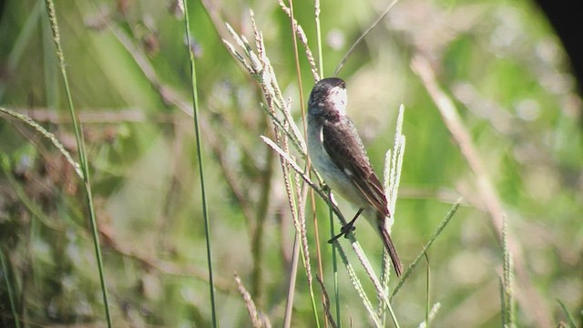 Pearly-bellied Seedeater - ML538956891