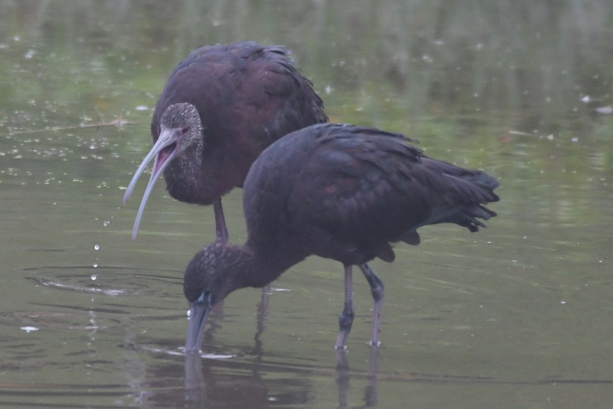 White-faced Ibis - ML538957511