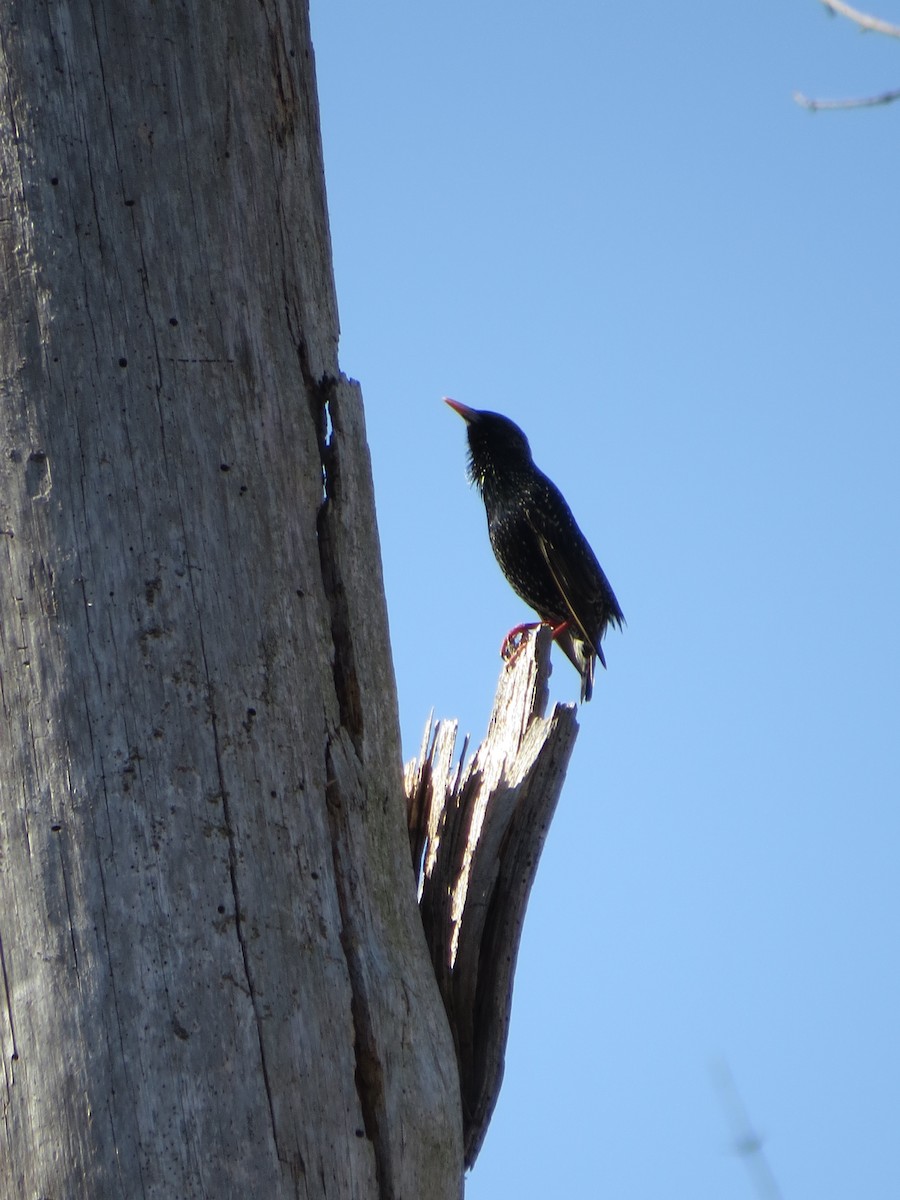 European Starling - ML538957561