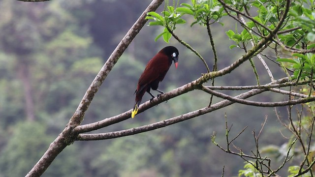 Montezuma Oropendola - ML538957891