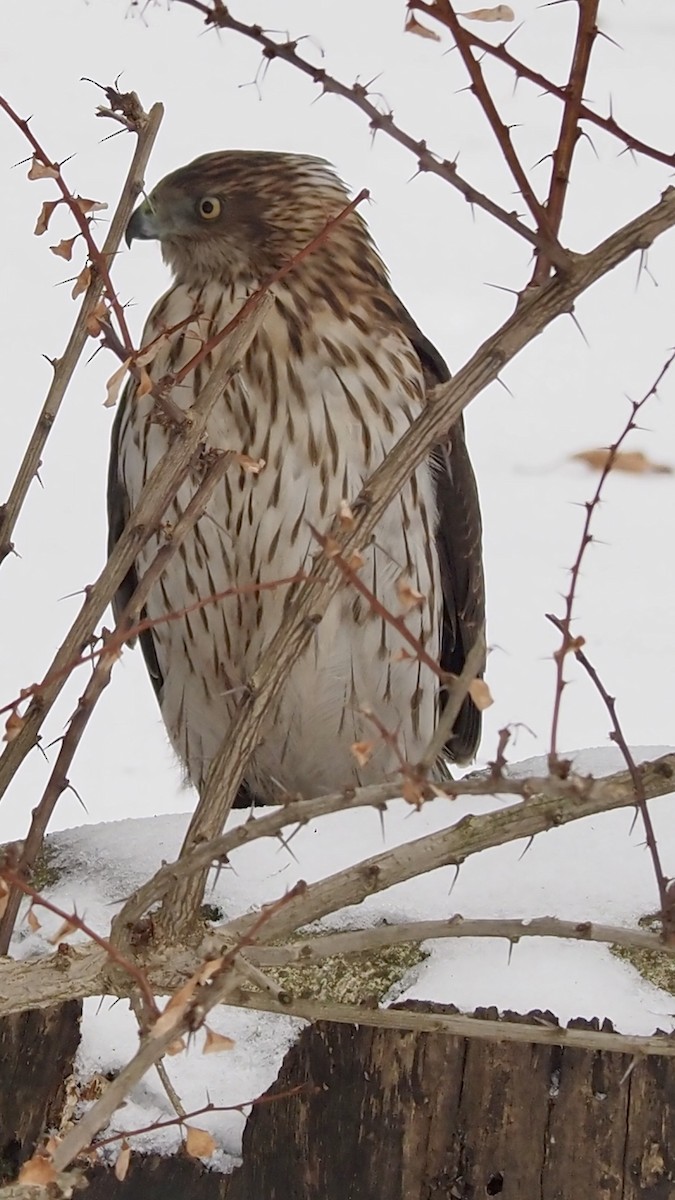 Cooper's Hawk - Jennifer Reck