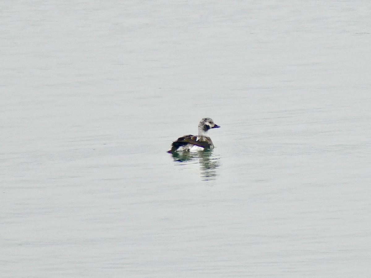 Long-tailed Duck - ML538958781
