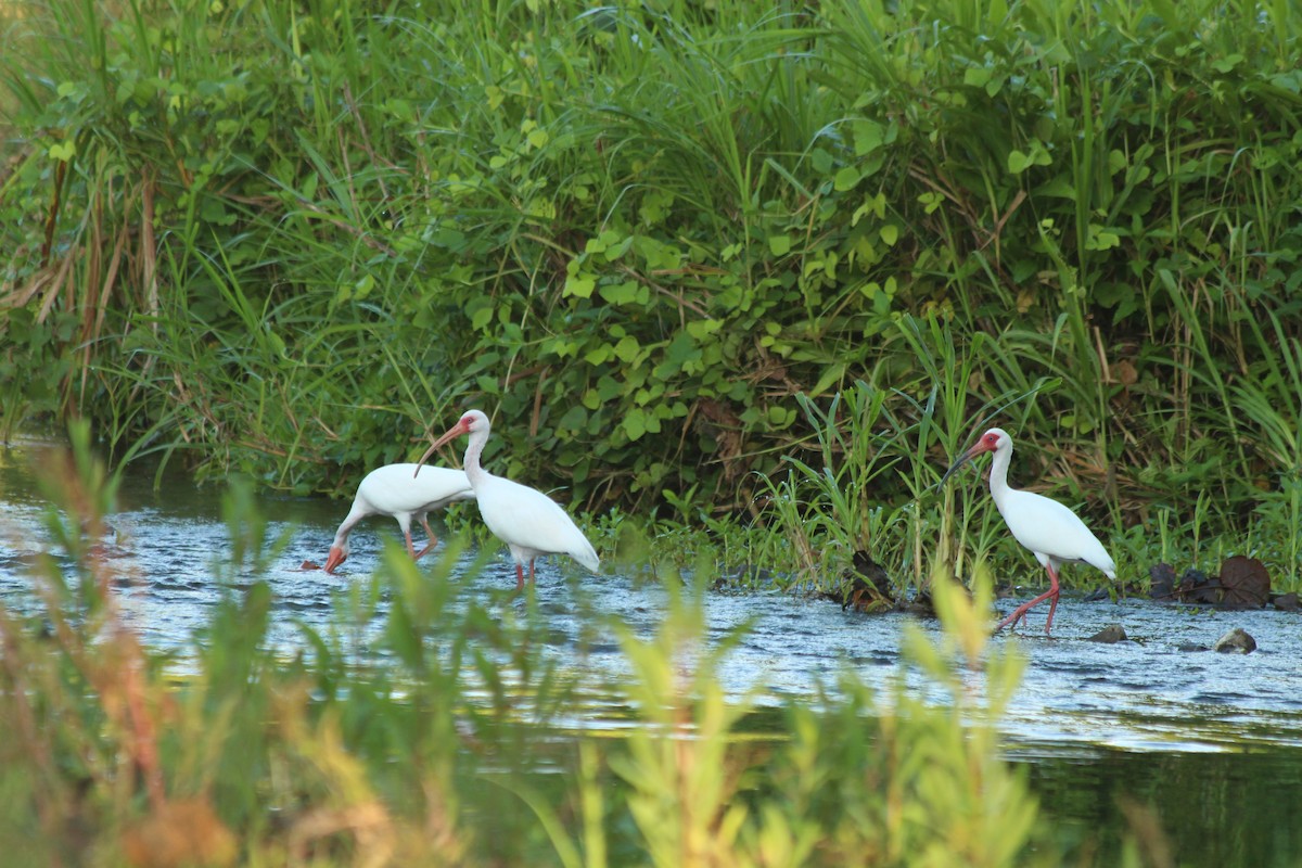 White Ibis - ML538958901