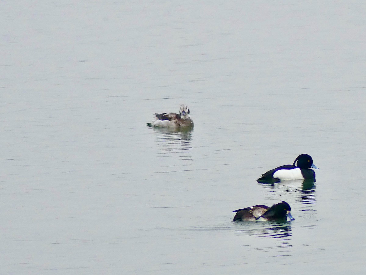 Long-tailed Duck - ML538959011