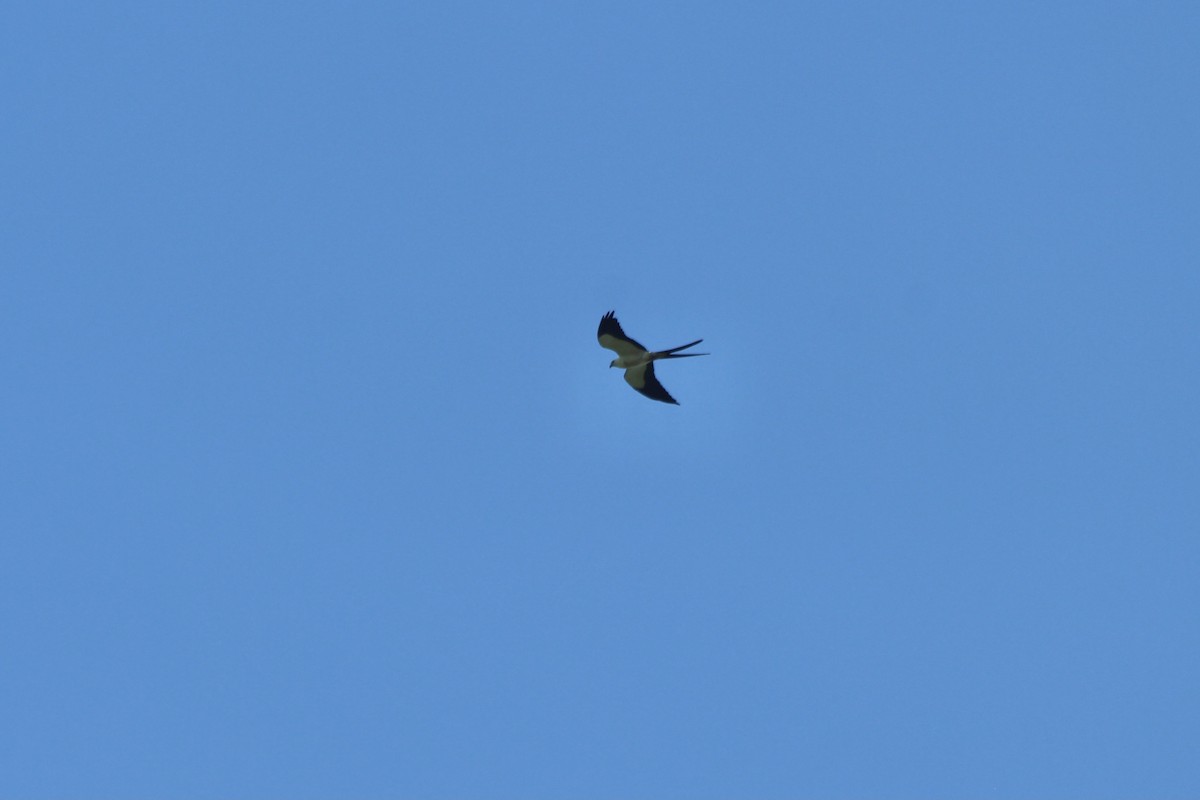 Swallow-tailed Kite - ML538959031