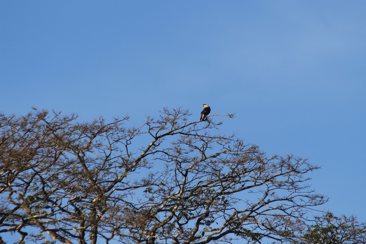 Crested Caracara - ML538959191