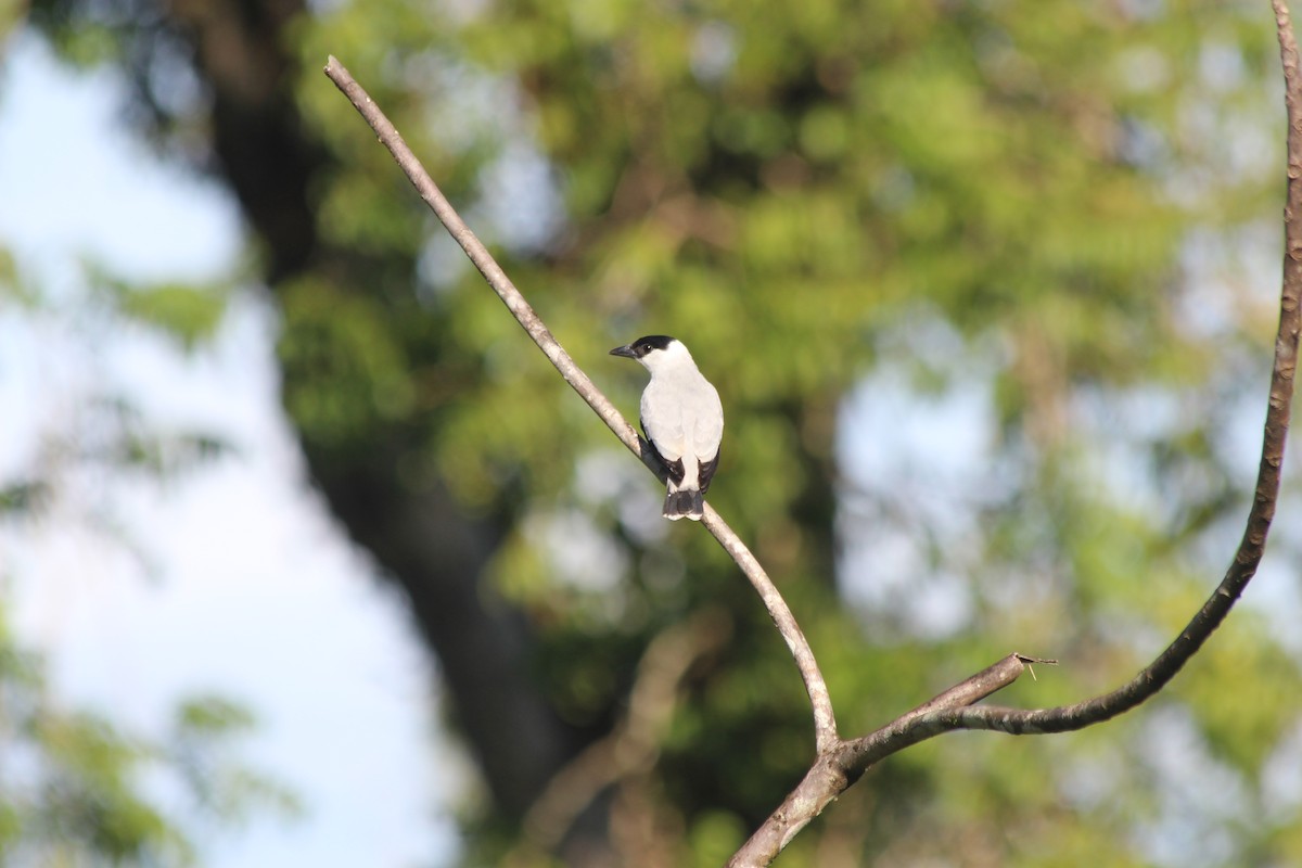 Black-crowned Tityra - ML538959281