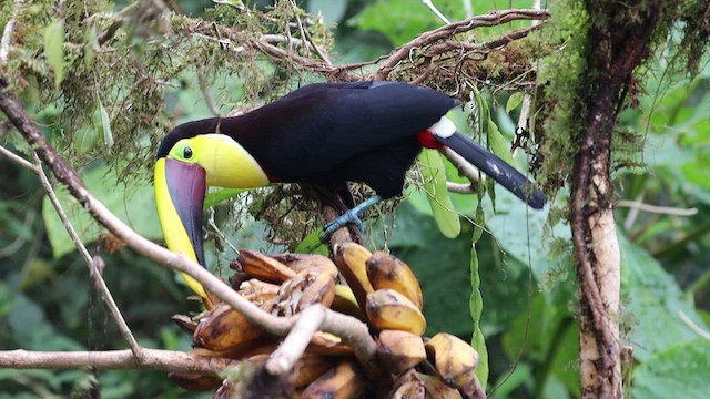 Yellow-throated Toucan - ML538959391