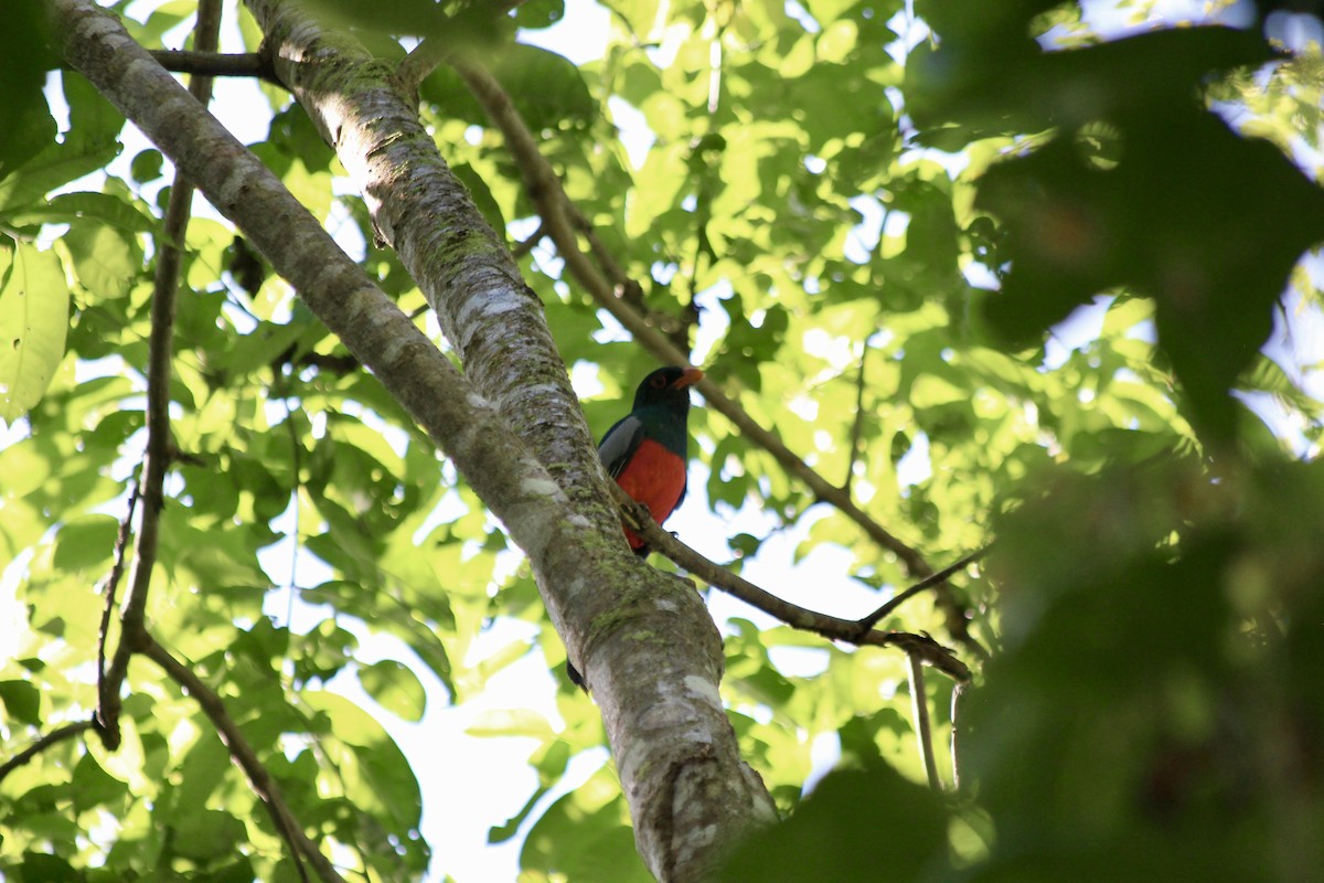 Slaty-tailed Trogon - ML538959541