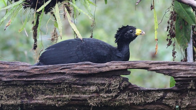 Great Curassow - ML538959611