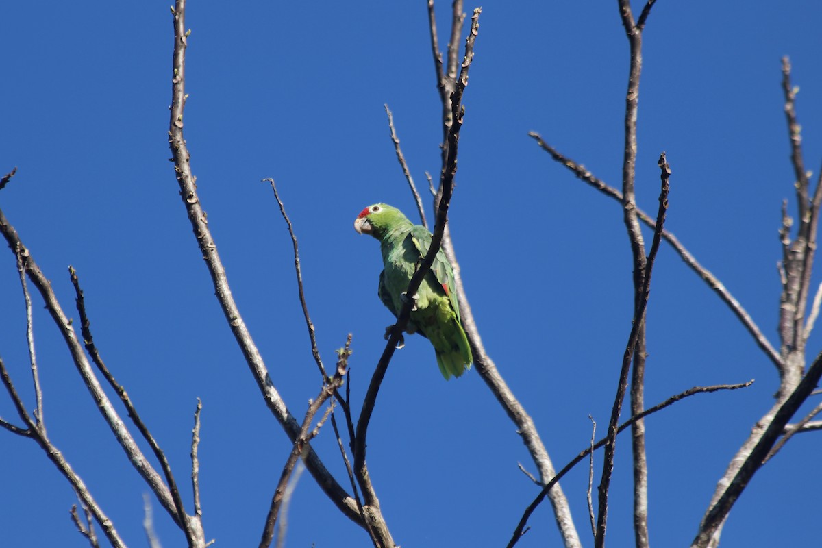 Red-lored Parrot - ML538959641