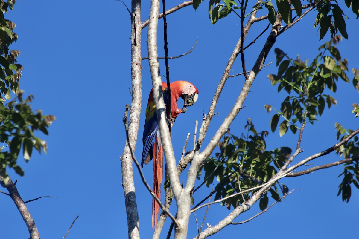 Scarlet Macaw - ML538959751